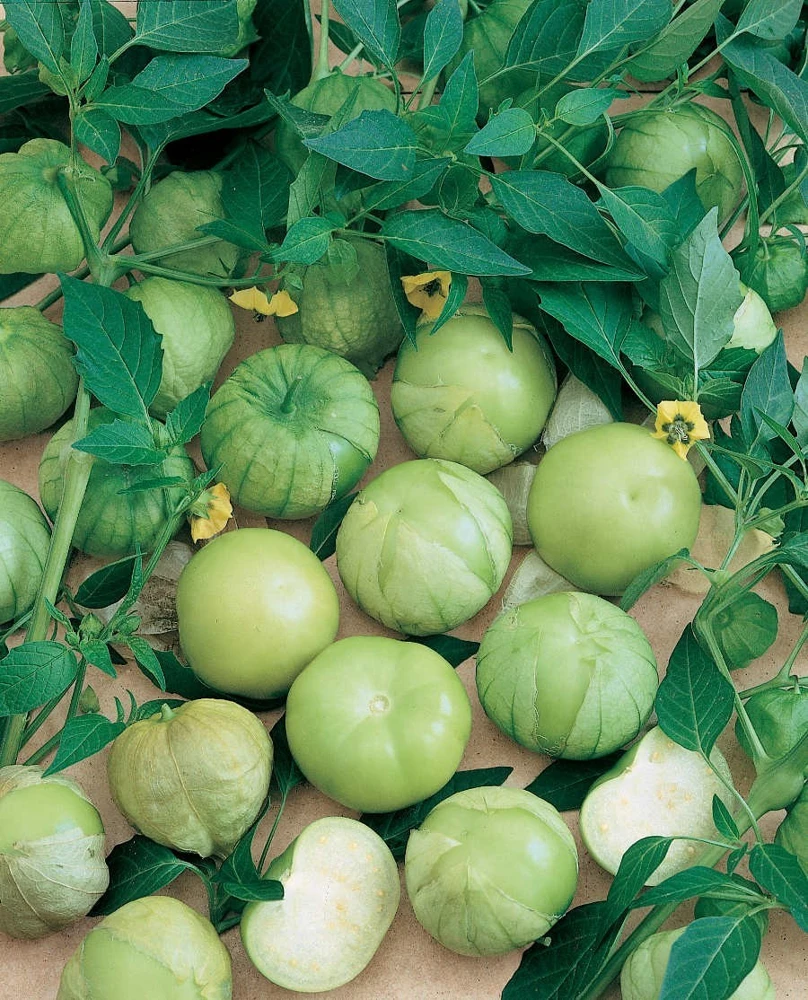 Grande Rio Verde Tomatillo Seeds - 50 Count - Annual Vegetable Seeds - Full Sun - Image 1