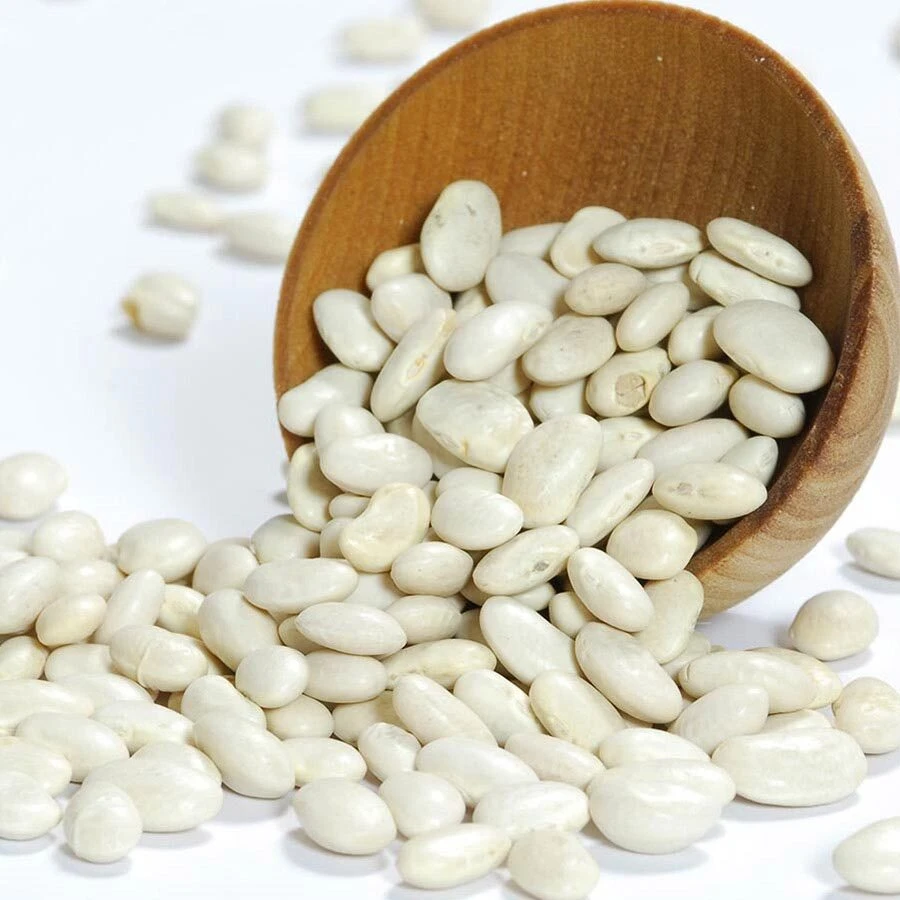 Great Northern Bean Seeds - Large White Heirloom Common Bean Seeds - Image 2