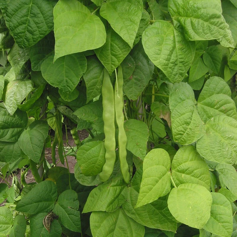 Great Northern Bean Seeds - Large White Heirloom Common Bean Seeds - Image 1