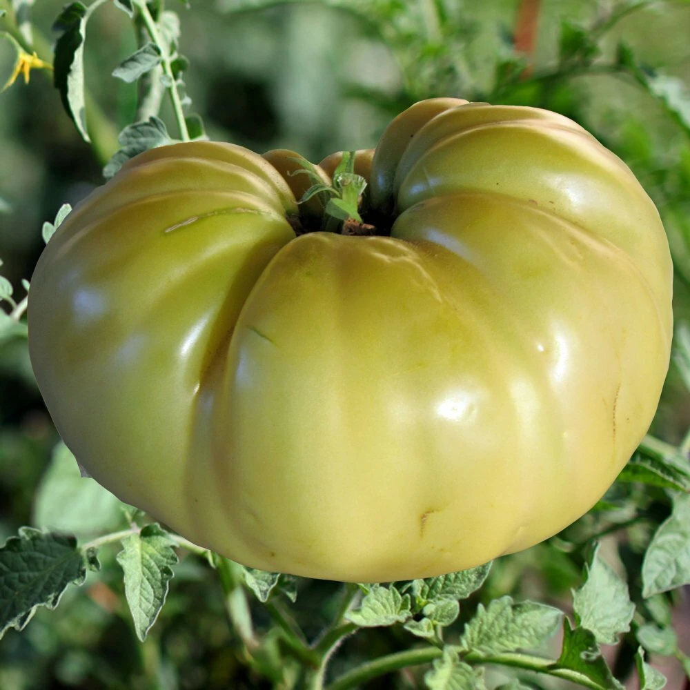 Great White Tomato Seeds, 30 Heirloom Beefsteak Seeds, Outdoor, Annual - Image 1