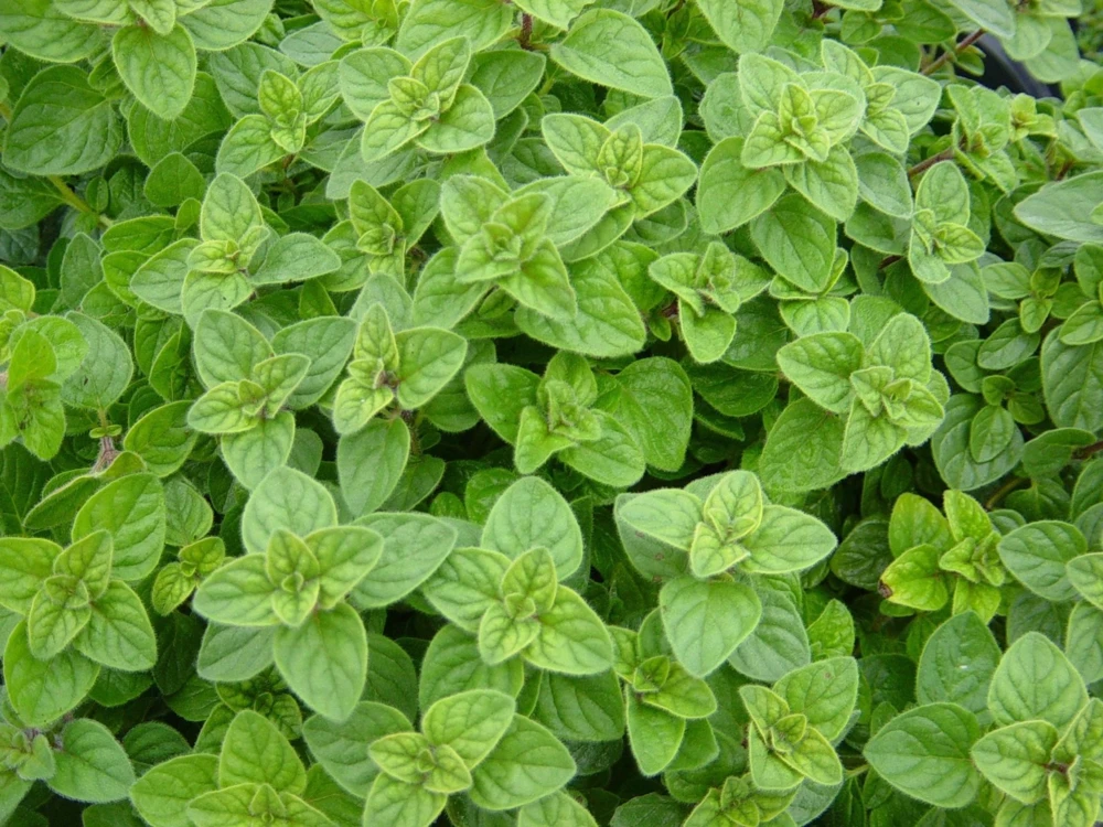 Greek Oregano Seeds - Aromatic Herb for Indoor & Outdoor Gardens - Image 1