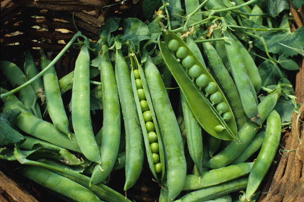 Green Arrow Garden Pea Seeds - High Yielding Heirloom Pisum sativum - Image 1