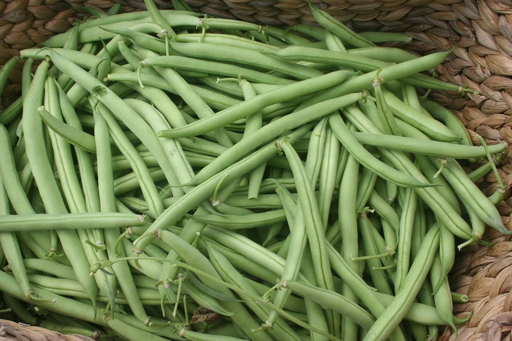 Green Bean Seeds - Bush Type, Stringless, High Yields, Annual - Image 1