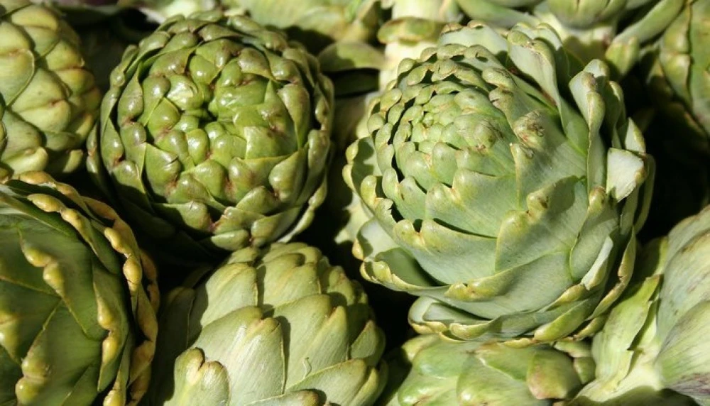 Green Globe Artichoke Seeds - Heirloom French Artichoke Seeds for Growing - Image 2