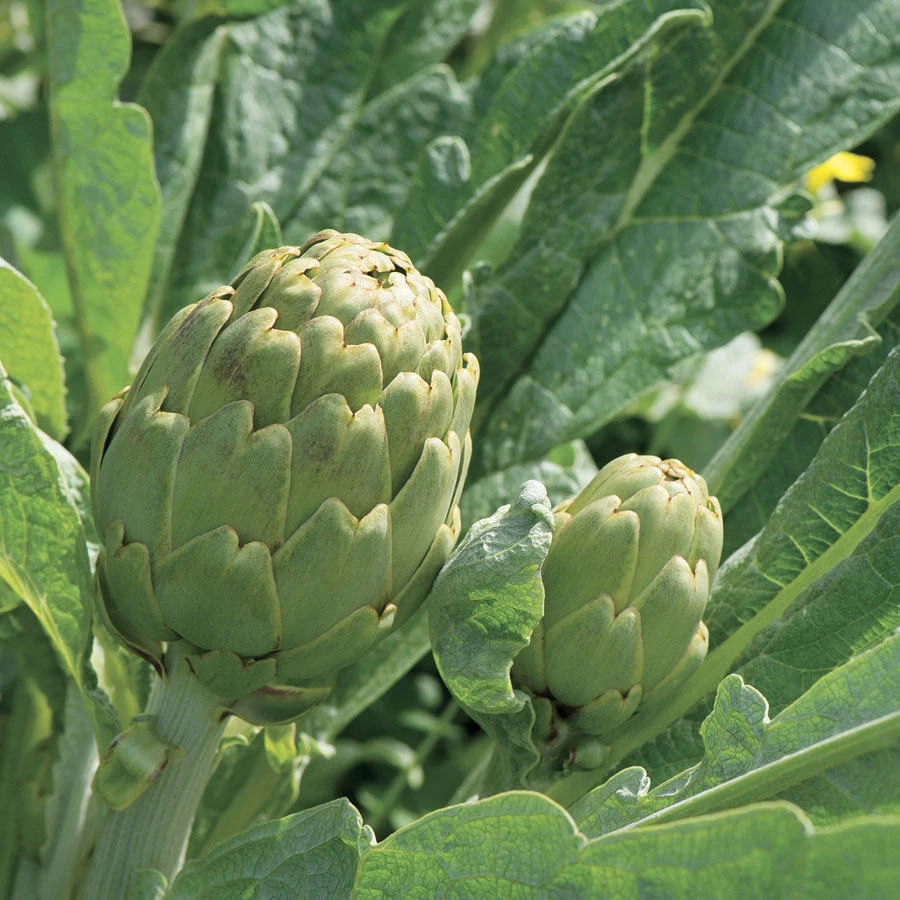 Green Globe Artichoke Seeds - Heirloom French Artichoke Seeds for Growing - Image 1