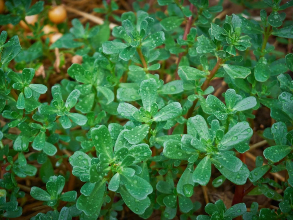 Green Purslane Seeds - Herb Seeds for Indoor & Outdoor Gardens - Easy Grow - Image 1