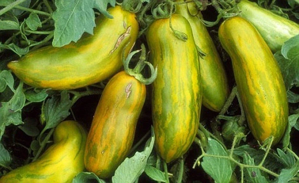 Green Sausage Tomato Seeds - Heirloom Pasting Tomatoes for Outdoor Gardens - Image 1