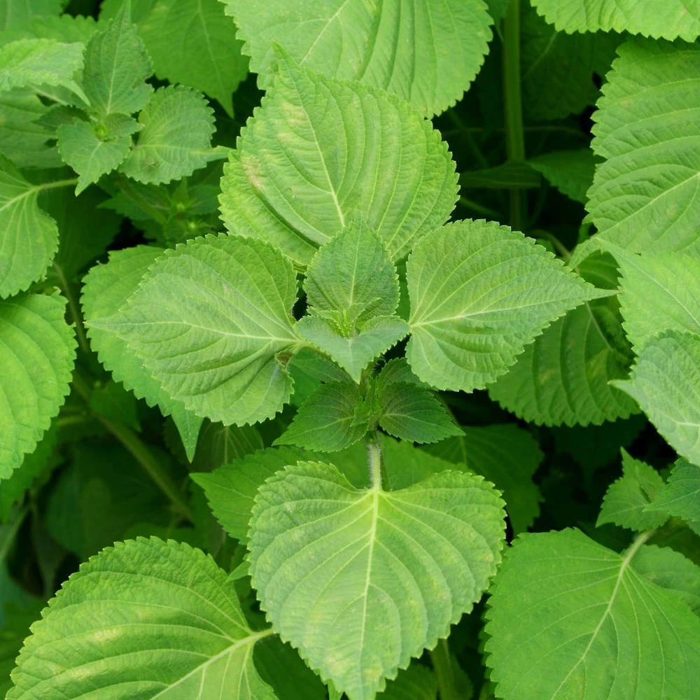 Green Shiso Seeds - Perilla, Beefsteak Plant, Korean Basil - Aromatic Herb - Image 1