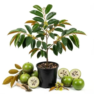 Green Star Apple Live Plant - Half Gallon Caimito Tropical Fruit Tree - Image 1