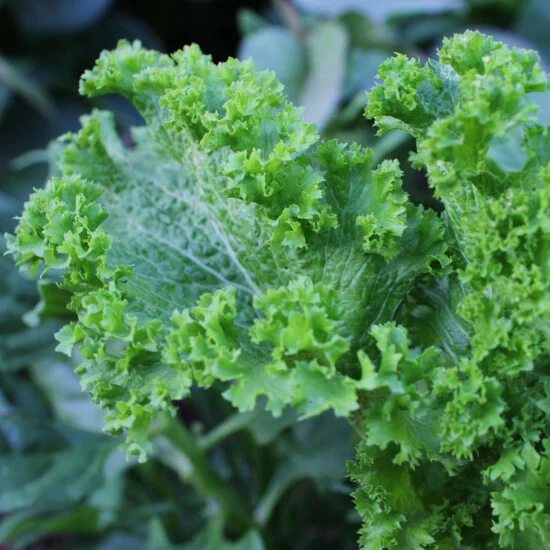 Green Wave Mustard Seeds - Spicy Mustard Greens for Outdoor Gardening - Image 1