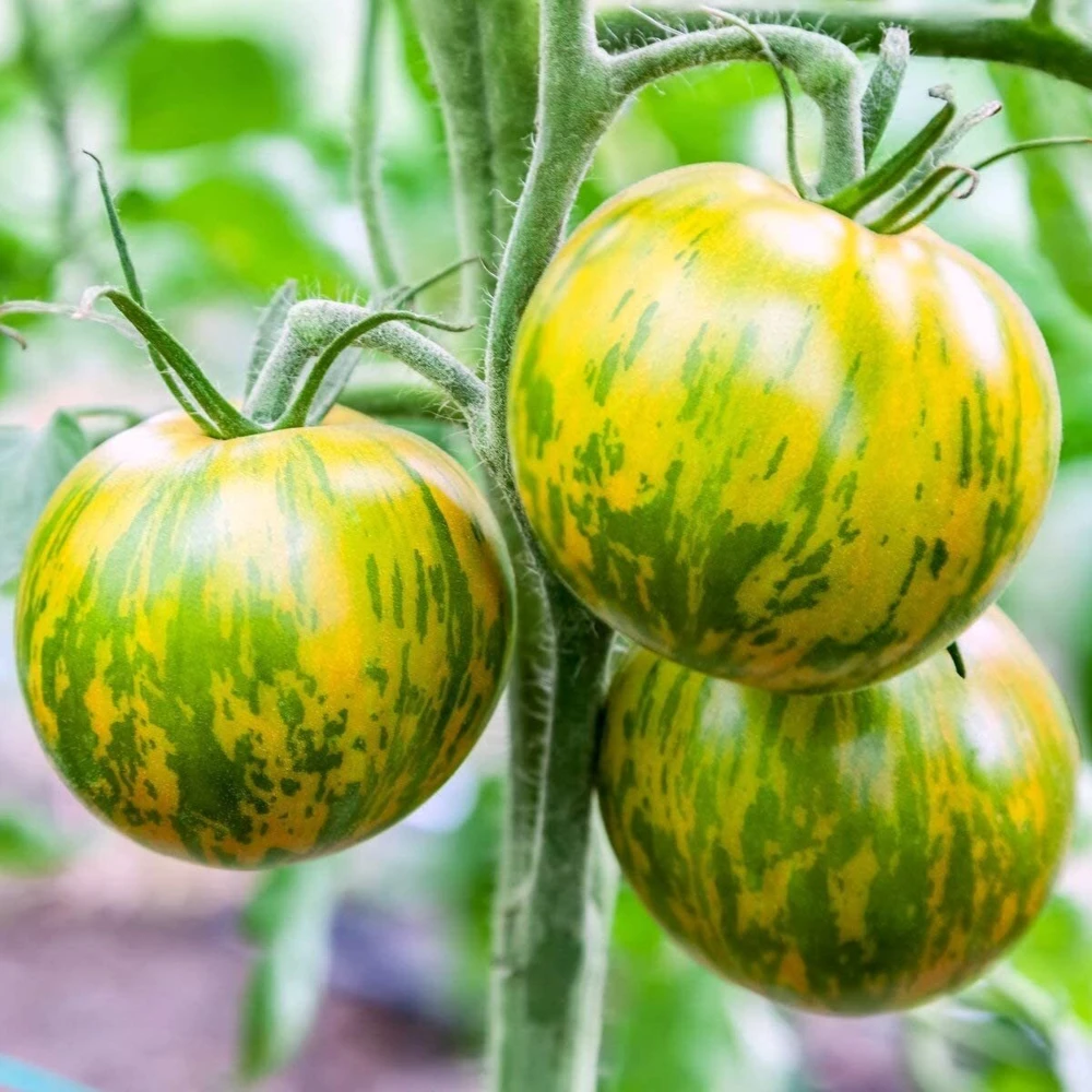 Green Zebra Tomato Seeds - Heirloom, Easy Grow, 30 Count, Outdoor - Image 1