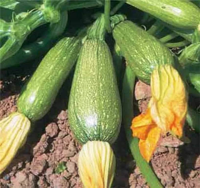 Grey Zucchini Summer Squash Seeds - Easy to Grow Vegetable Seeds for Garden - Image 2
