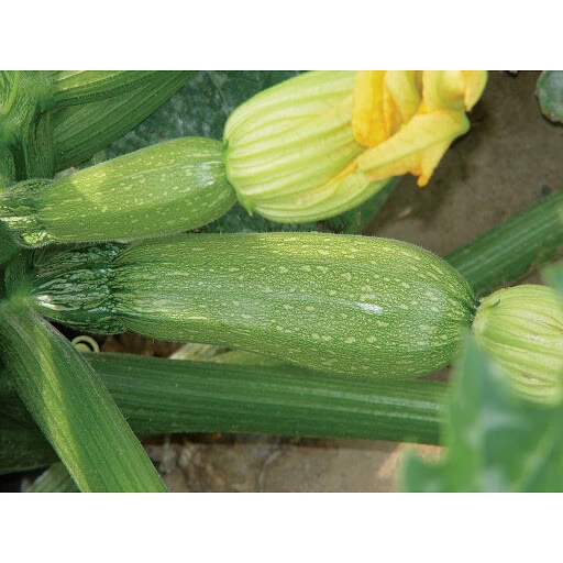 Grey Zucchini Summer Squash Seeds - Easy to Grow Vegetable Seeds for Garden - Image 3