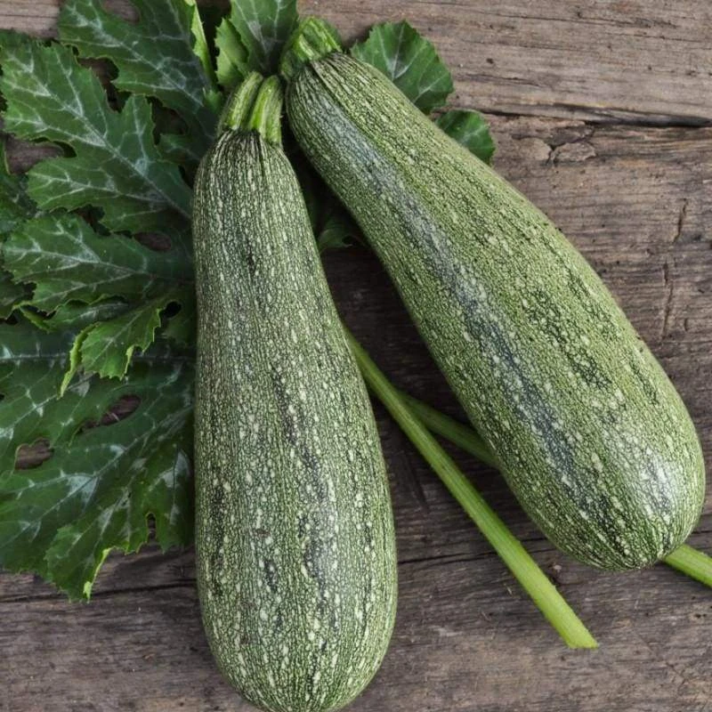 Grey Zucchini Summer Squash Seeds - Easy to Grow Vegetable Seeds for Garden - Image 1