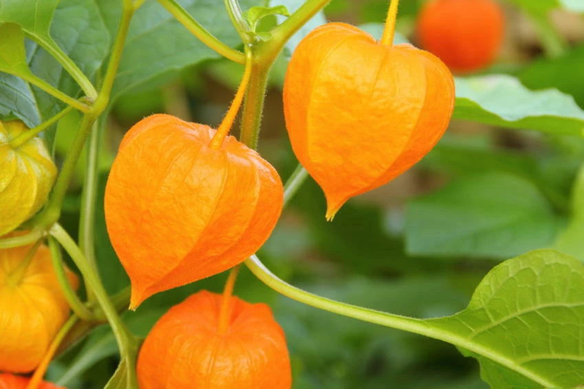 Ground Cherry Seeds - 50 Count Physalis peruviana - Outdoor Vegetable Seeds - Image 1