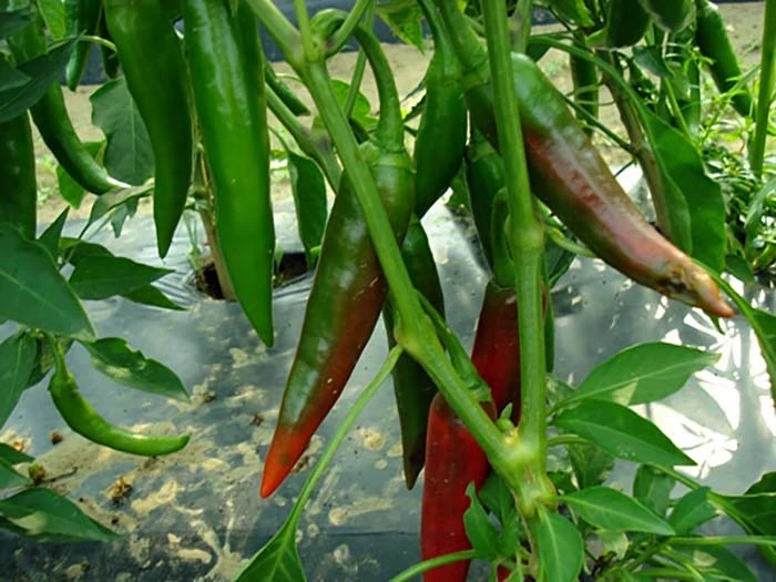 Guajillo Chili Pepper Seeds - Capsicum annuum, Easy Grow, Outdoor - Image 1