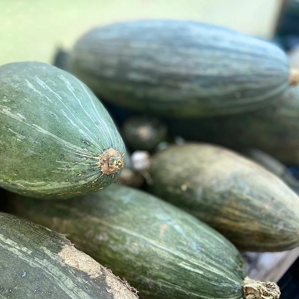 Guatemalan Blue Winter Squash Seeds - Blue Banana Squash Seeds, Annual, Full Sun - Image 2