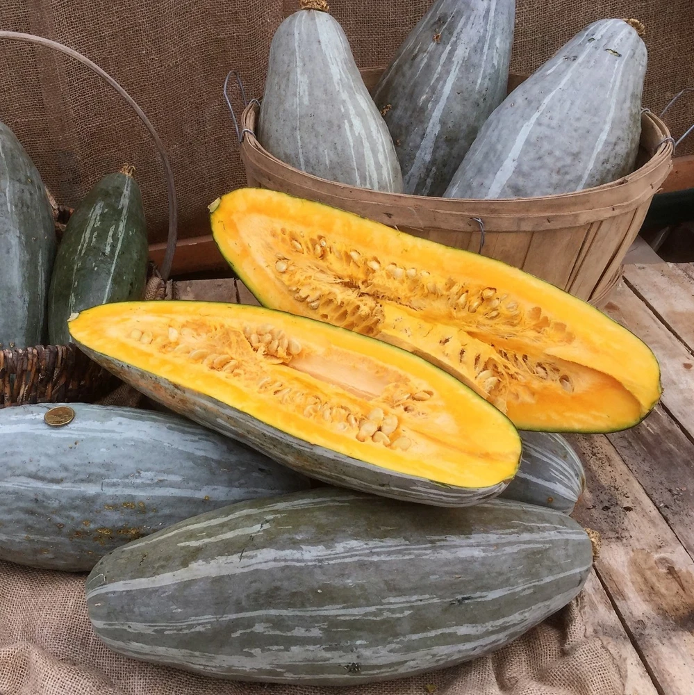Guatemalan Blue Winter Squash Seeds - Blue Banana Squash Seeds, Annual, Full Sun - Image 1