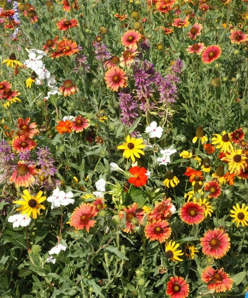 Gulf Coast Wildflower Seed Mix - 24 Species Variety Pack for Outdoor Planting - Image 2