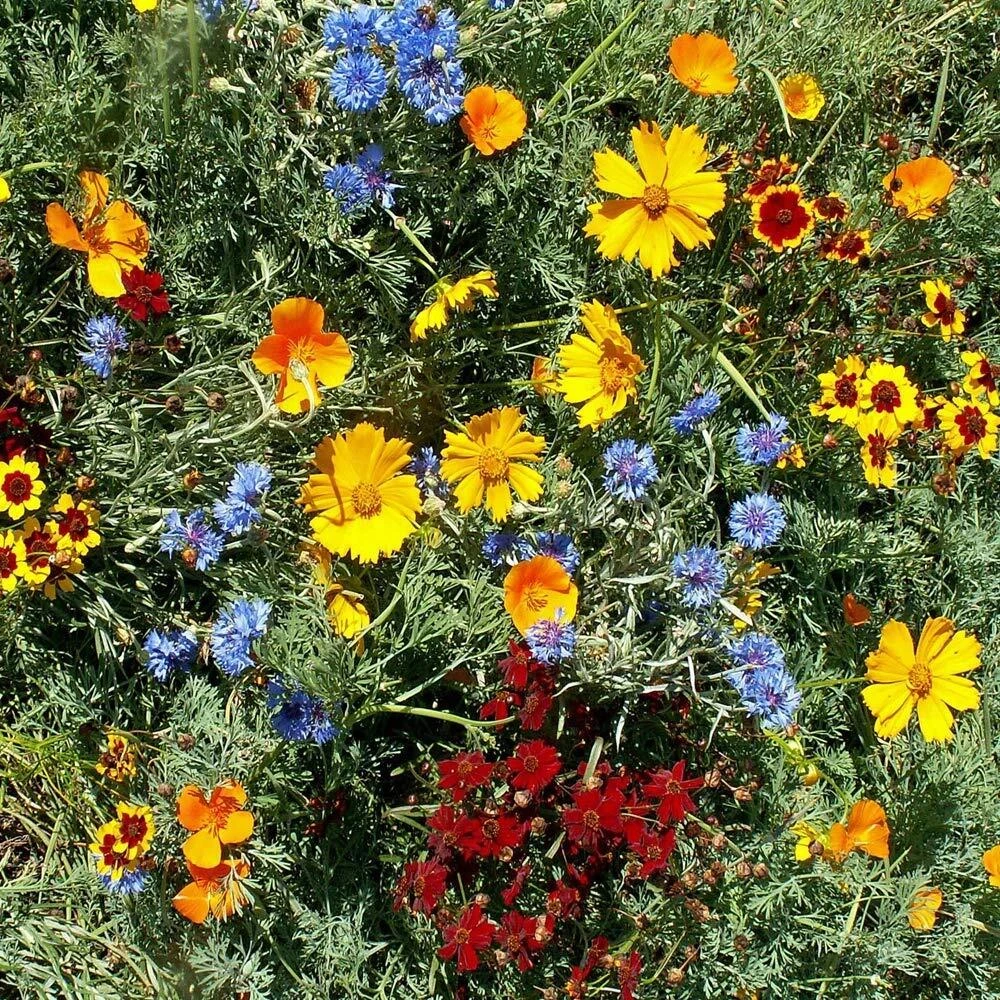 Gulf Coast Wildflower Seed Mix - 24 Species Variety Pack for Outdoor Planting - Image 1