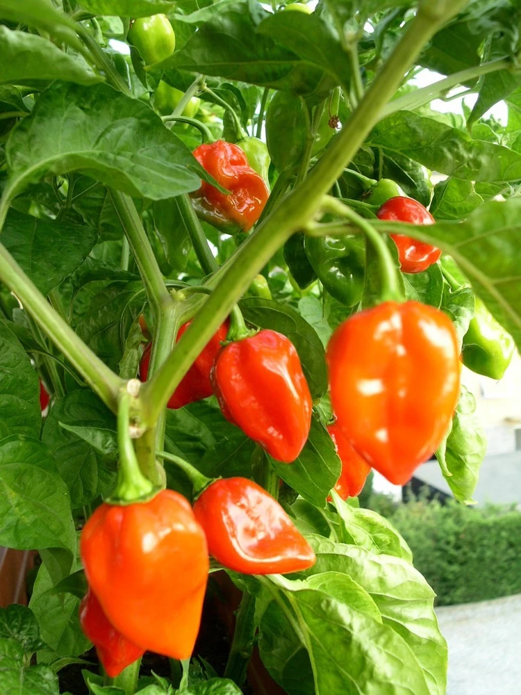 Habanero Pepper Seeds - Orange, Super Hot, Easy Grow for Zones 3-12 - Image 1