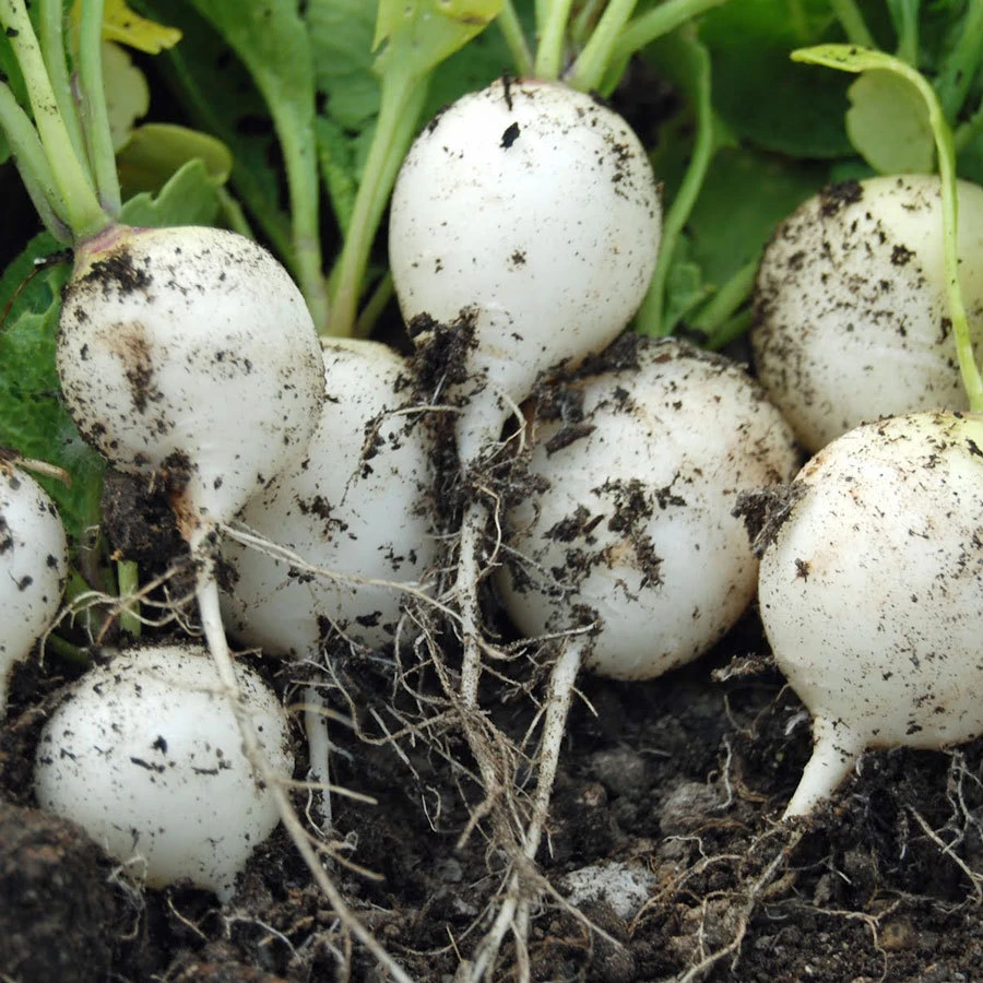 Hailstone White Globe Radish Seeds - Easy to Grow, Mild & Sweet - Image 1