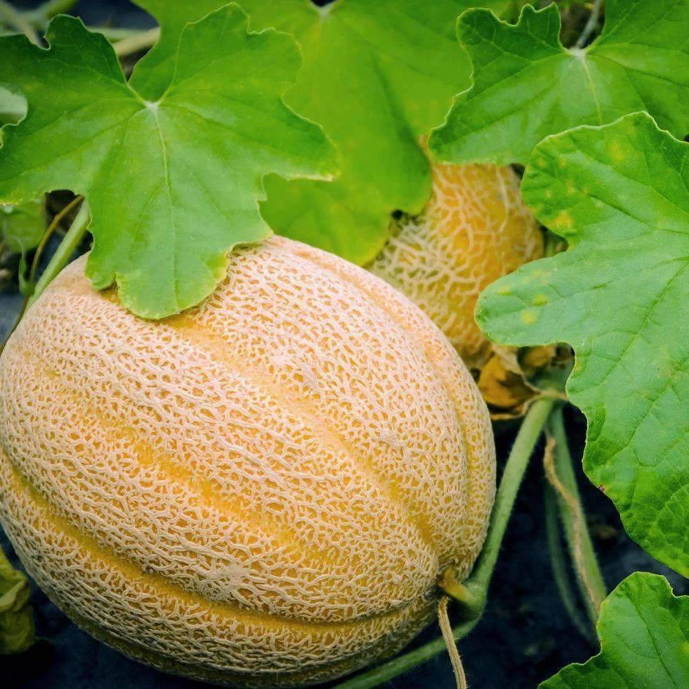 Hales Best Jumbo Cantaloupe Muskmelon Seeds - Disease Resistant, Full Sun - Image 1