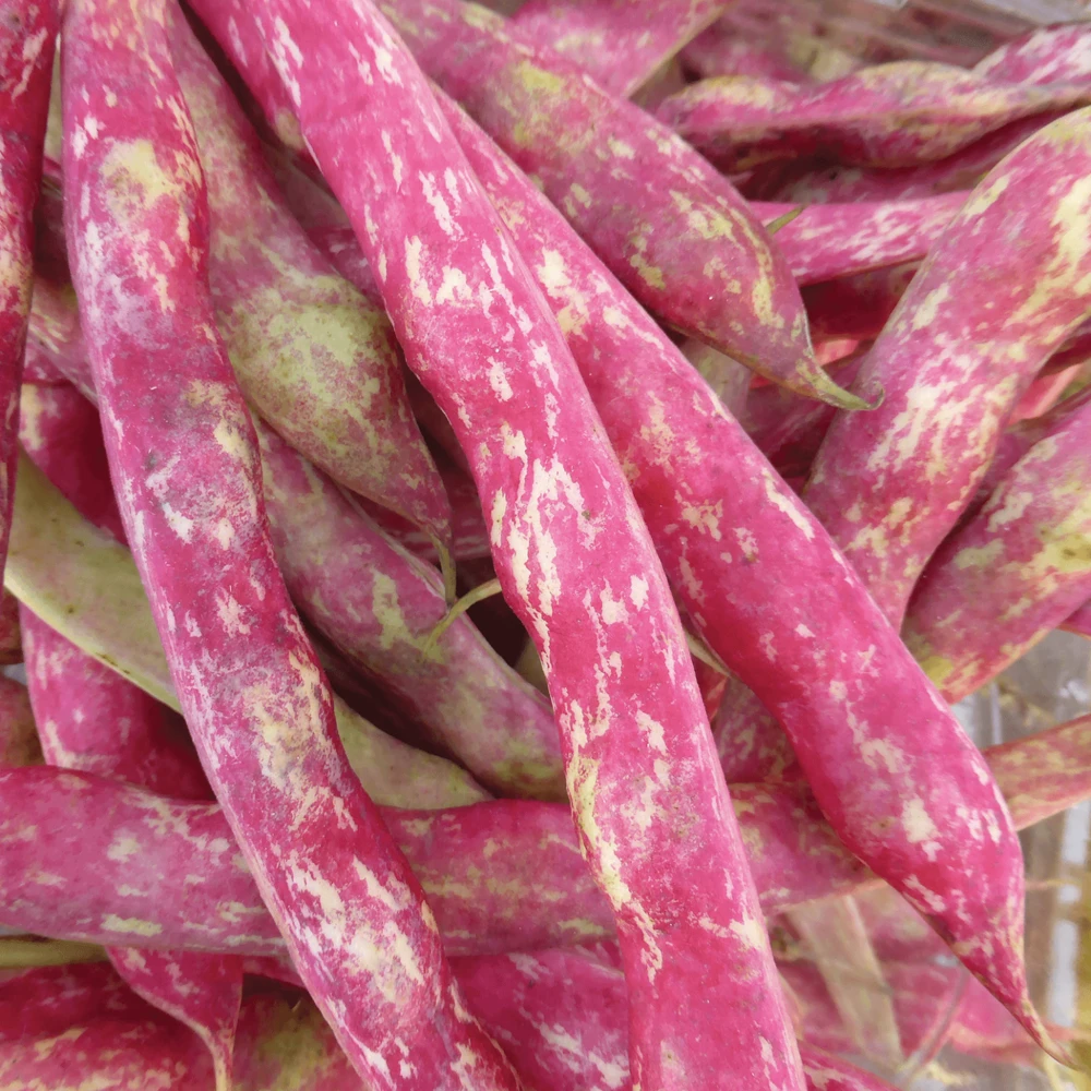 Haricot Tarbais Shell Bean Seeds - French Horticulture, High Yielding, Easy Grow - Image 1