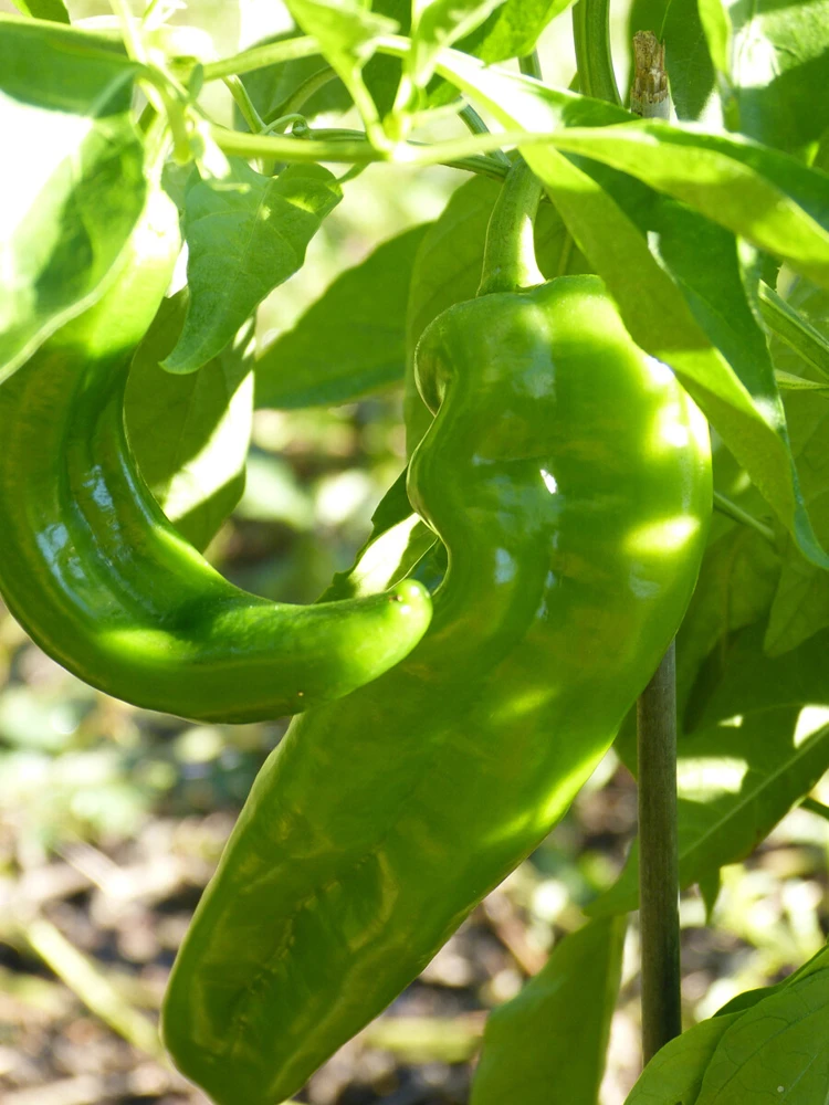 Hatch Lumbre Chili Pepper Seeds - NuMex XXX Hot Green Chile Seeds - Image 1