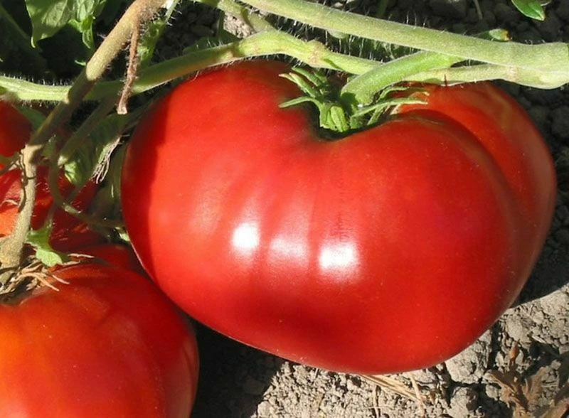 Heirloom Beefsteak Tomato Seeds - Delicious, World Record Type, Red, Outdoor - Image 1