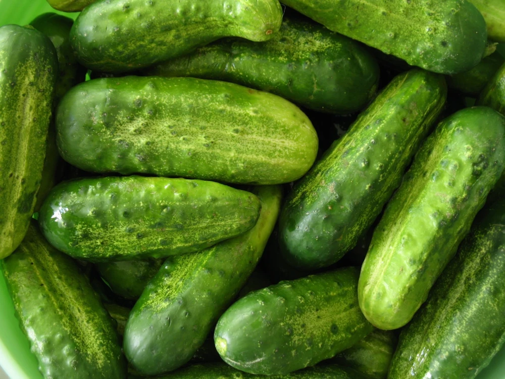 Heirloom Pickling Cucumber Seeds - Easy Grow, Full Sun, Annual - Image 1
