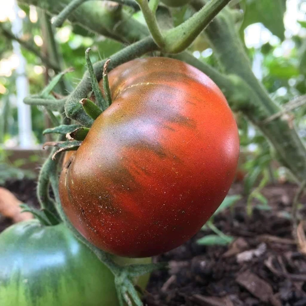 Heirloom Tomato Seeds - Beefsteak, Oxheart, Brandywine, Cherokee Purple, Black Krim Varieties - Easy Grow Outdoor Annual - Image 13