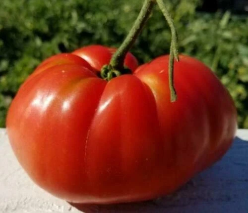 Heirloom Tomato Seeds - Beefsteak, Oxheart, Brandywine, Cherokee Purple, Black Krim Varieties - Easy Grow Outdoor Annual - Image 14