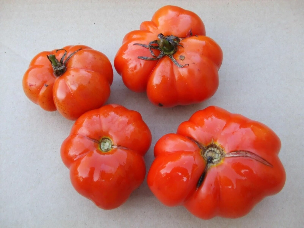 Heirloom Tomato Seeds - Beefsteak, Oxheart, Brandywine, Cherokee Purple, Black Krim Varieties - Easy Grow Outdoor Annual - Image 15