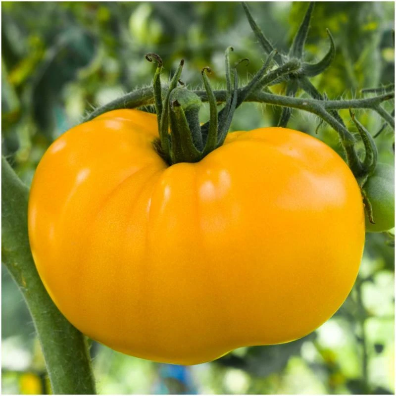 Heirloom Tomato Seeds - Beefsteak, Oxheart, Brandywine, Cherokee Purple, Black Krim Varieties - Easy Grow Outdoor Annual - Image 16