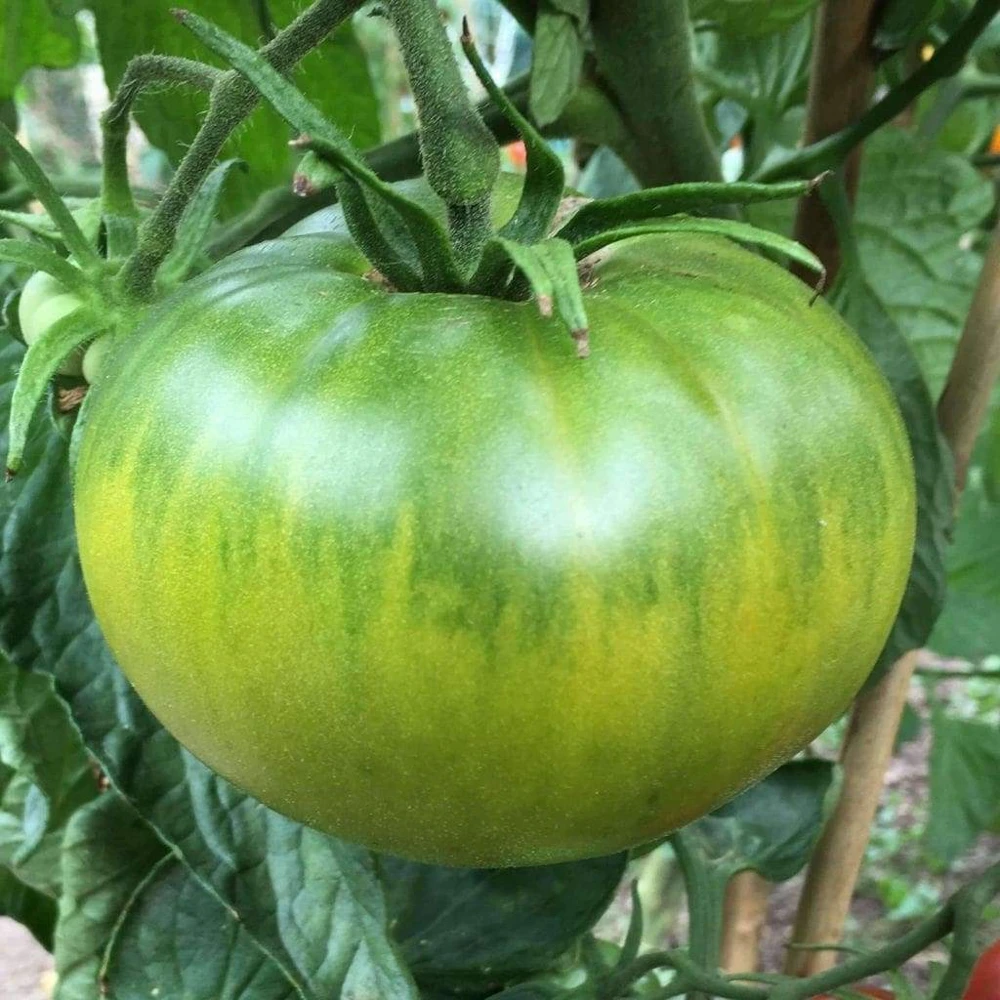 Heirloom Tomato Seeds - Beefsteak, Oxheart, Brandywine, Cherokee Purple, Black Krim Varieties - Easy Grow Outdoor Annual - Image 3