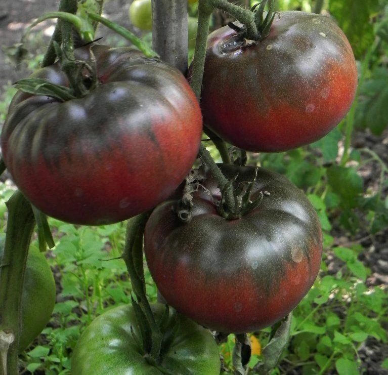 Heirloom Tomato Seeds - Beefsteak, Oxheart, Brandywine, Cherokee Purple, Black Krim Varieties - Easy Grow Outdoor Annual - Image 6