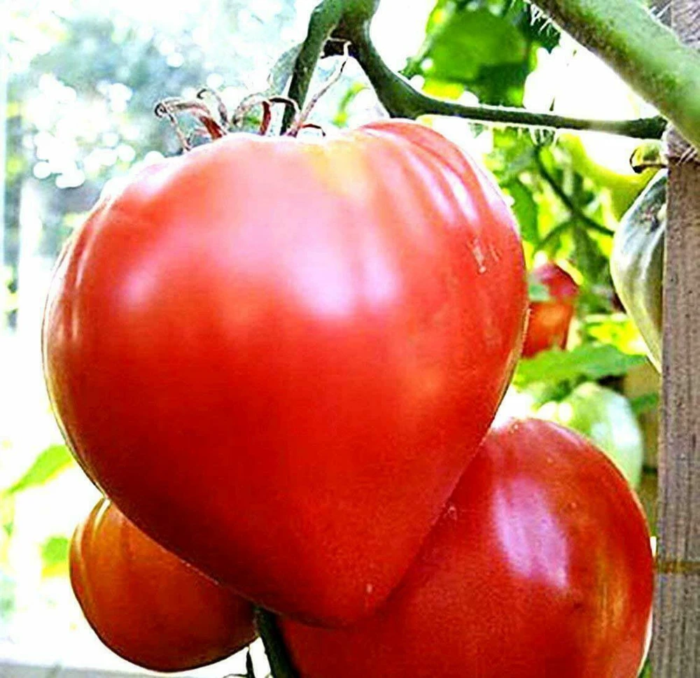 Heirloom Tomato Seeds - Beefsteak, Oxheart, Brandywine, Cherokee Purple, Black Krim Varieties - Easy Grow Outdoor Annual - Image 7