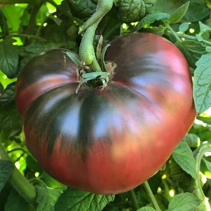 Heirloom Tomato Seeds - Beefsteak, Oxheart, Brandywine, Cherokee Purple, Black Krim Varieties - Easy Grow Outdoor Annual - Image 8