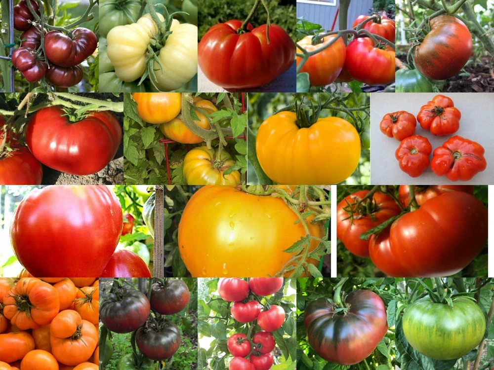 Heirloom Tomato Seeds - Beefsteak, Oxheart, Brandywine, Cherokee Purple, Black Krim Varieties - Easy Grow Outdoor Annual - Image 1