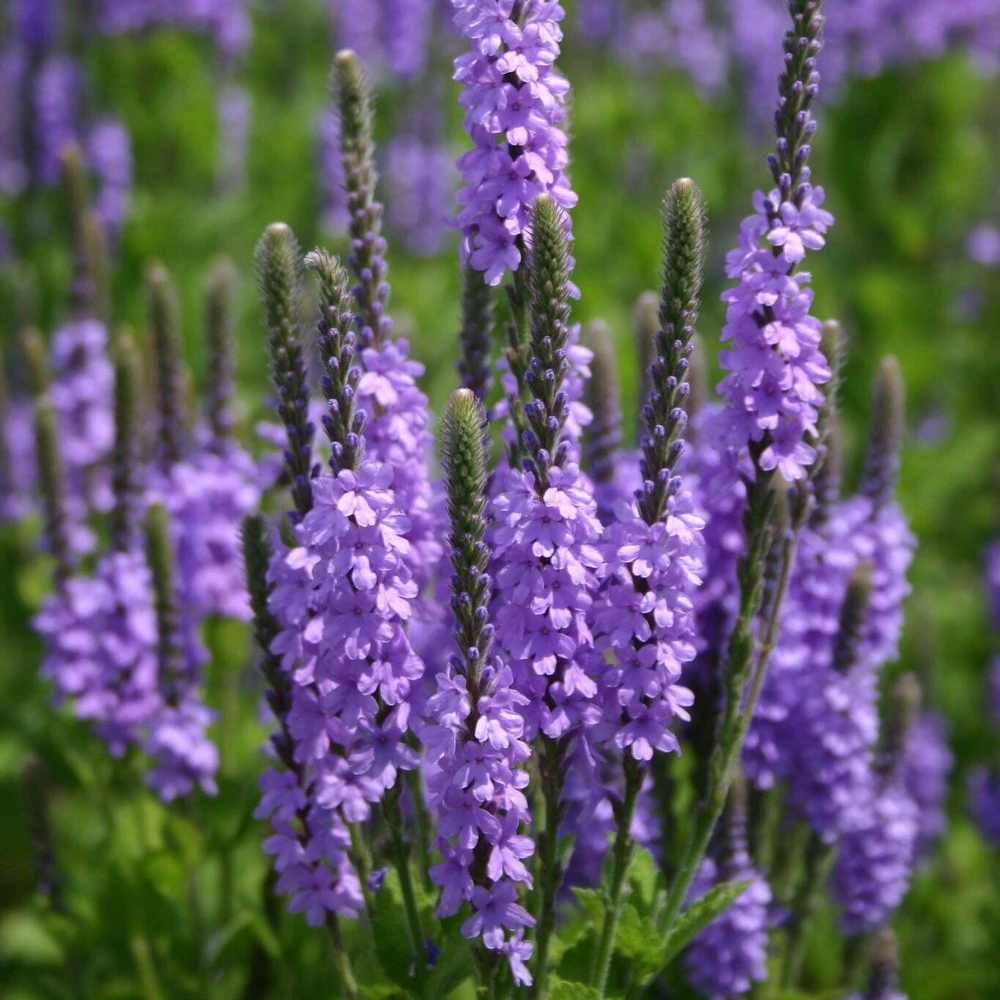 Hoary Vervain Seeds - Violet Blue Hoary Verbena Perennial Flower Seeds, Outdoor - Image 1
