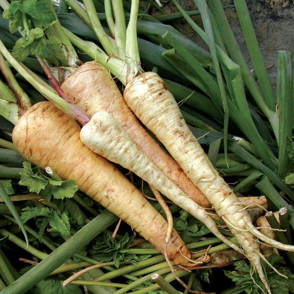 Hollow Crown Parsnip Seeds – Vegetable Seeds – Easy to Grow - Image 1
