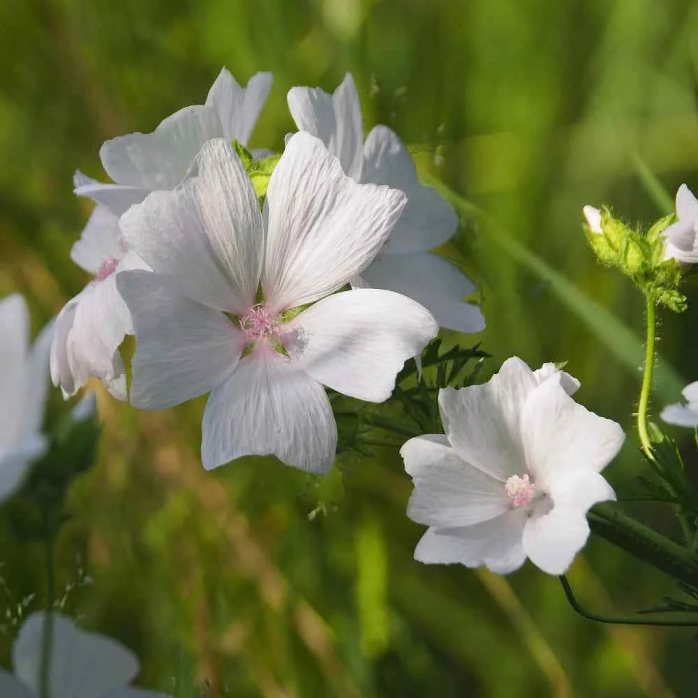 Hollyhock Musk Mallow White Flower Seeds - 4000 Seeds, Heat & Drought Tolerant Perennial - Image 1