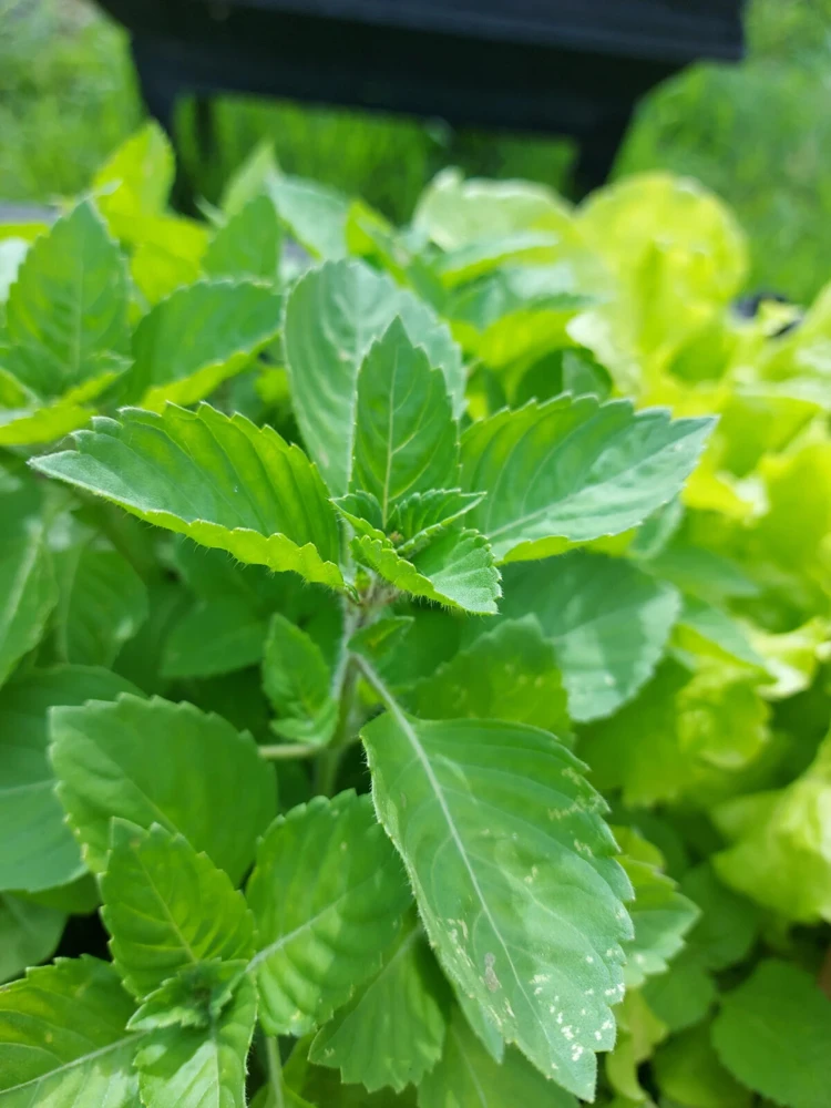 Holy Basil Seeds - Rama Tulsi (Ocimum sanctum) Herb Seeds for Indoor/Outdoor Planting - Image 1