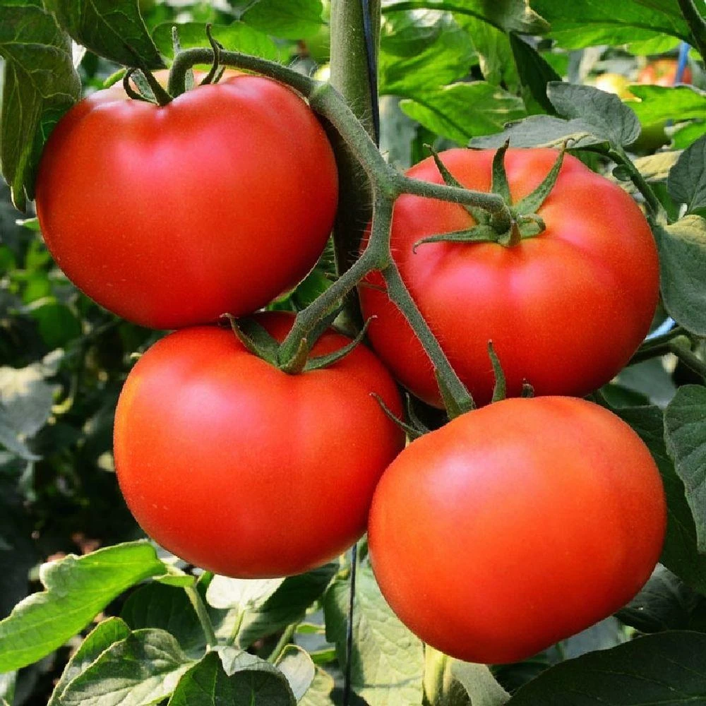 Homestead Tomato Seeds - Heirloom Determinate Vegetable Seeds Outdoor - Image 1