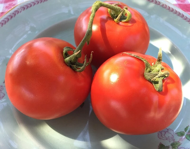Homestead Tomato Seeds – Heirloom, Red, Determinate, 50 Seeds, Outdoor - Image 1