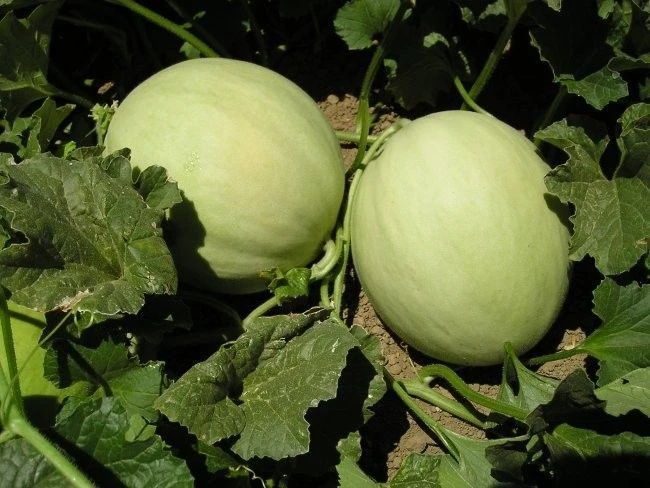 Honeydew Melon Seeds - Green Flesh Fruit Seeds, Easy to Grow, Annual - Image 1
