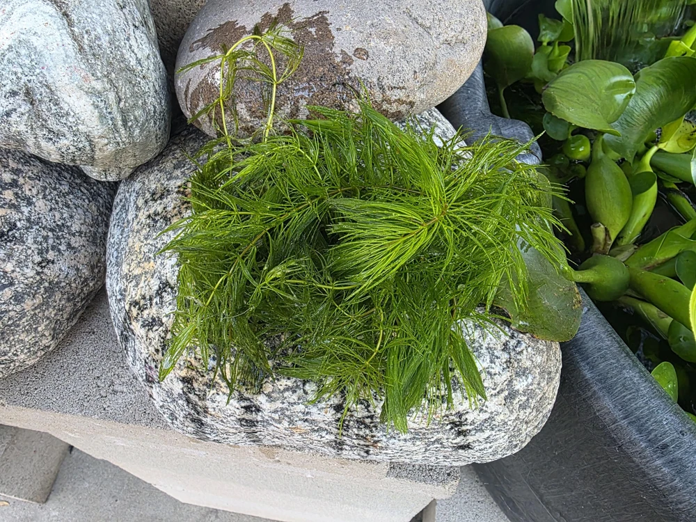 Hornwort Live Plant (Ceratophyllum demersum) - Aquatic Pond & Aquarium Plant - Image 1