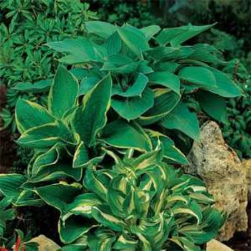 Hosta Elegans American Mix Flower Seeds - 100 Seeds for Shade Gardens - Image 1