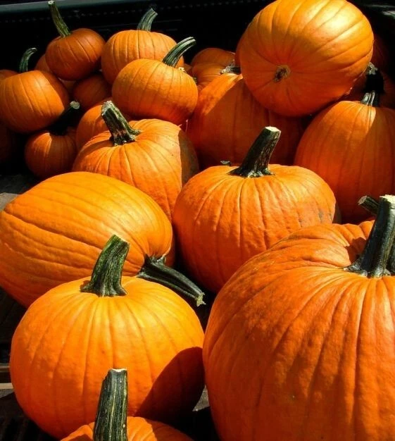 Howden's Field Pumpkin Seeds - Carving, Halloween, Pie - Outdoor - Image 2